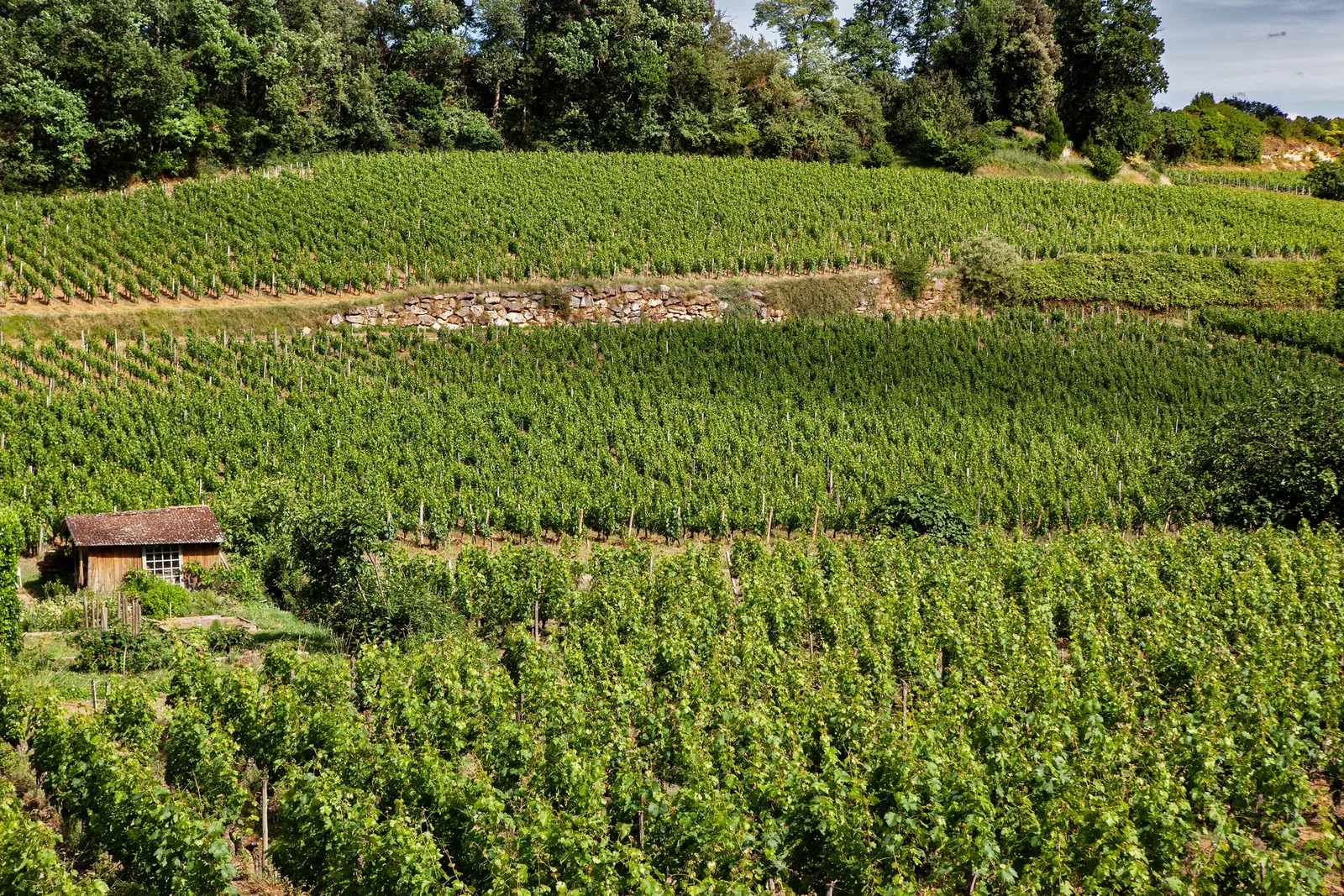 Perspectives Innovantes pour la Viticulture de Demain