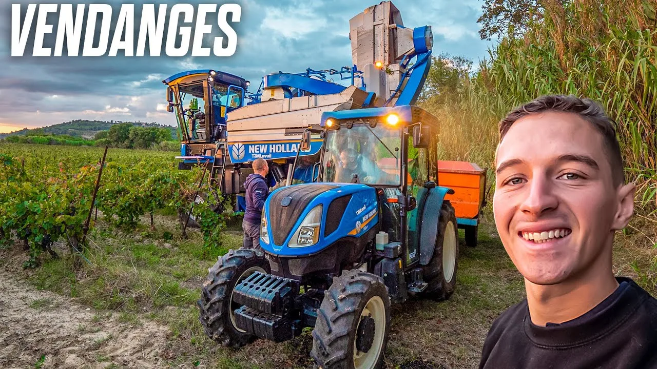 Vendanges : comprendre cette étape cruciale de la viticulture