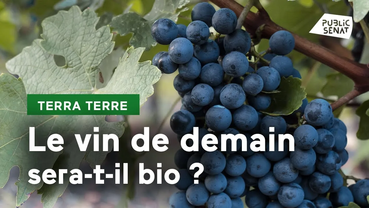 Guide complet du vin en conversion biologique