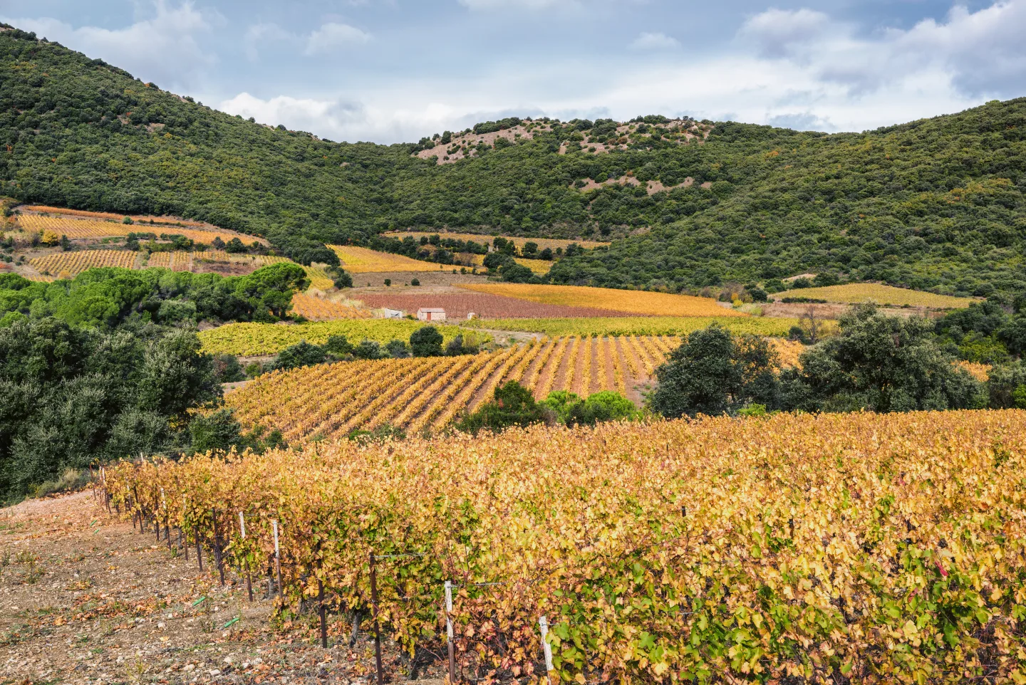 Vignes en automne au pied du Pic de Vissou, à Cabrières dans l’Hérault